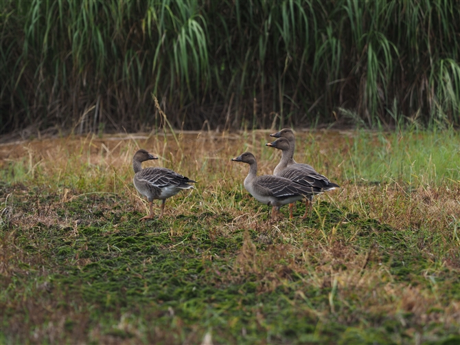 <%qVNC,Bean Goose%>