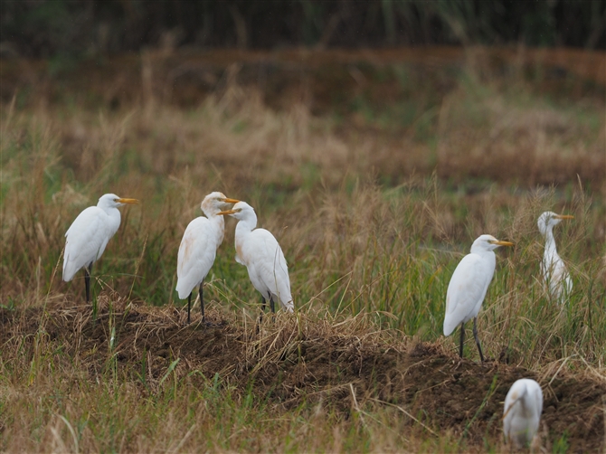 <%A}TM,Cattle Egret%>