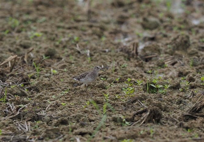 <%^JuVM,Wood Sandpiper%>