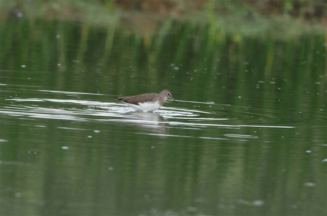 <%NTVM,Green Sandpiper%>