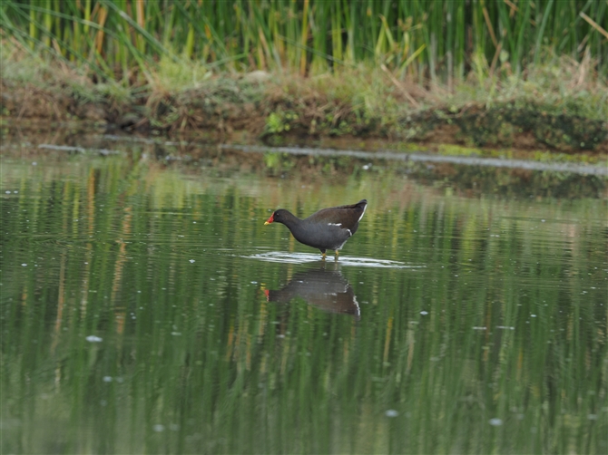 <%o,Common Moorhen%>