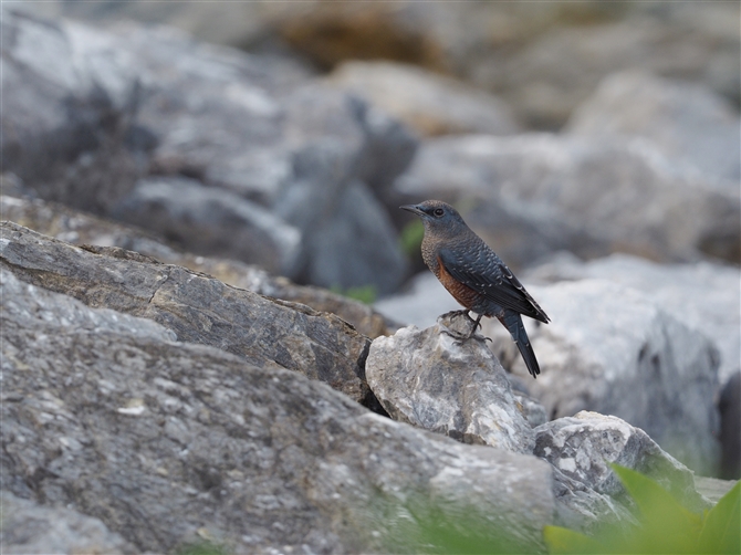 <%C\qh,Blue Rock Thrush%>