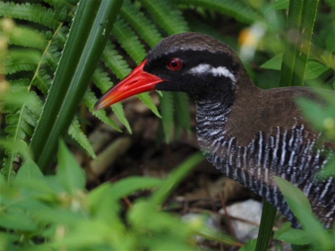 <%oNCi,Okinawa Rail%>