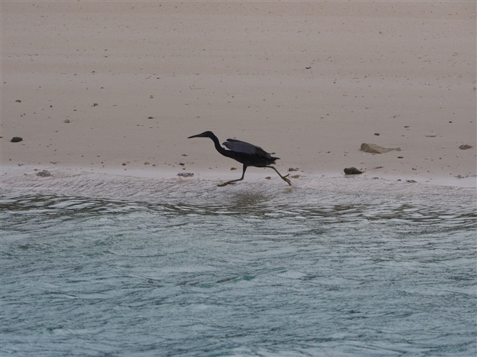 <%NTM,Pacific Reef Heron%>