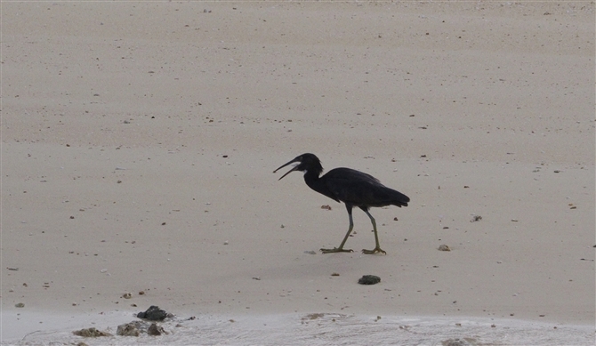 <%NTM,Pacific Reef Heron%>