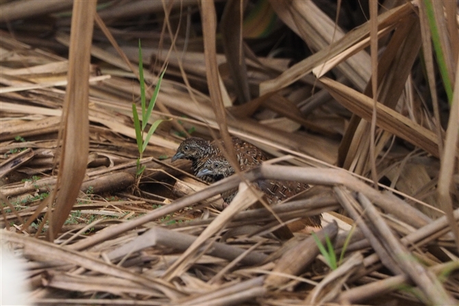 <%~tEY,Barred Buttonquail%>
