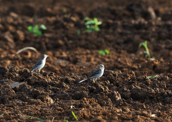 <%ciKZLC,Yellow Wagtail%>