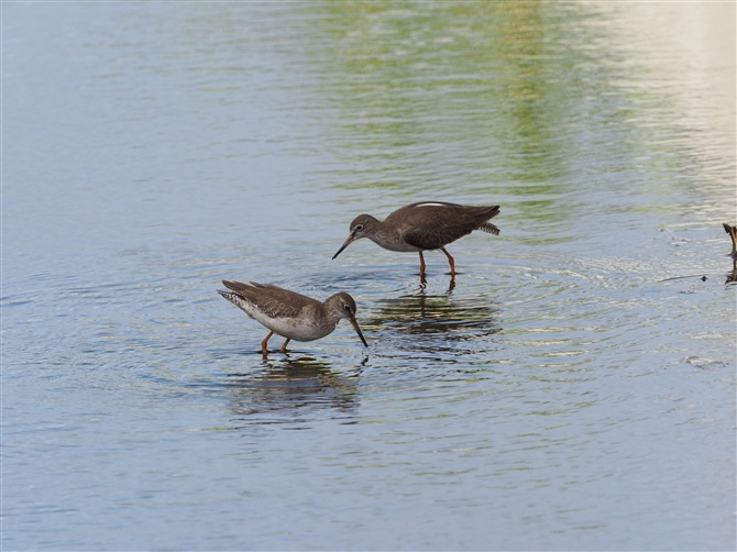 <%AJAVVM,Common Redshank%>