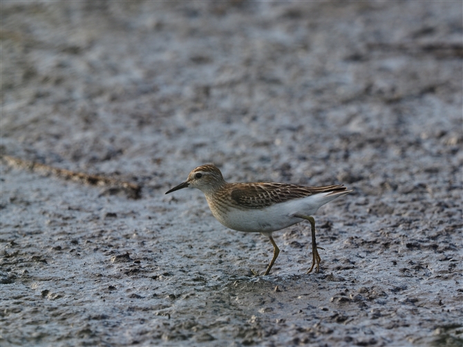 <%qoVM,Long-toed Stint%>