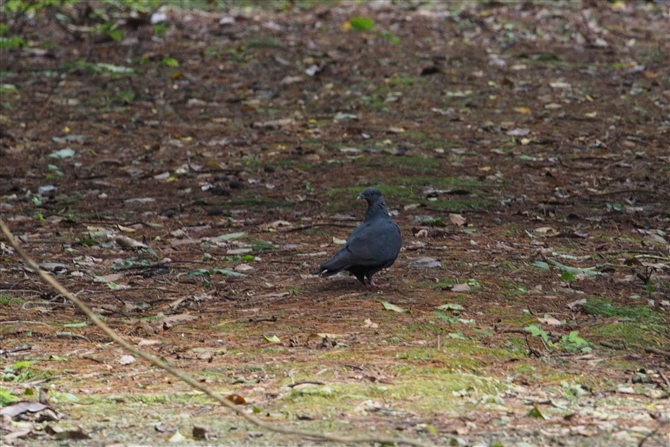 <%JXog,Japanese Wood Pigeon%>