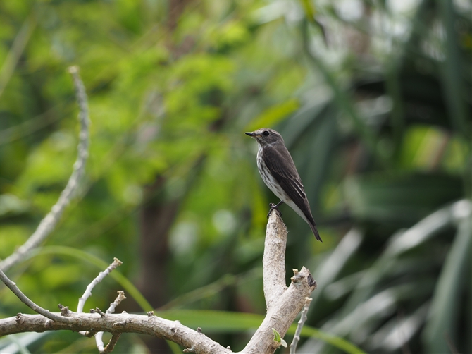 <%G]r^L,Grey-Streaked Flycatcher%>