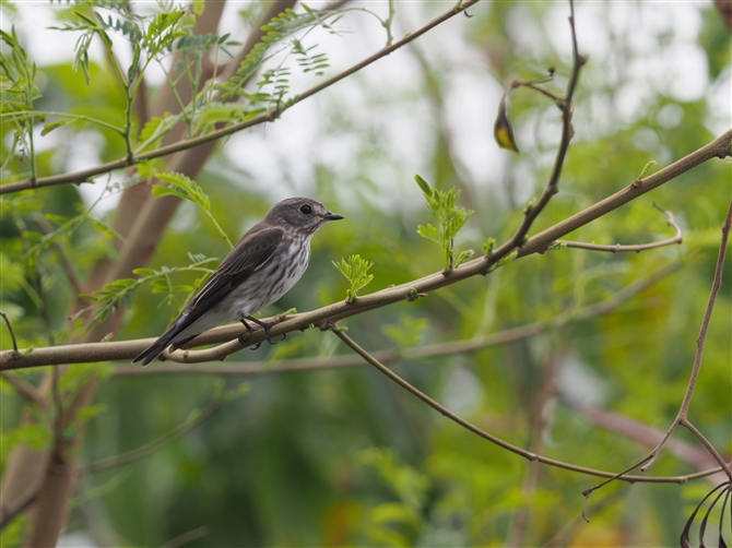 <%G]r^L,Grey-Streaked Flycatcher%>