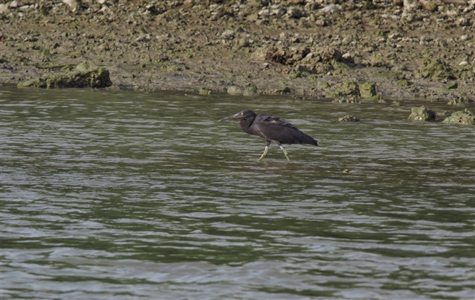 <%NTM,Pacific Reef Heron%>