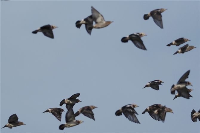 <%RNh,Chestnut-cheeked Starling%>