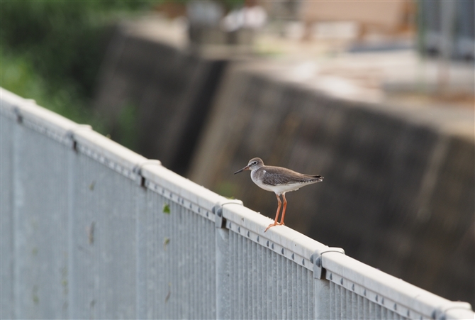 <%AJAVVM,Common Redshank%>