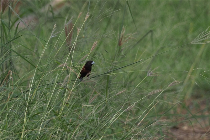 <%Lp,Tricolored Munia%>