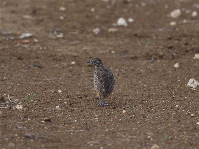 <%~tEY,Barred Buttonquail%>