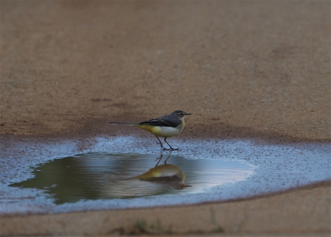 <%LZLC,Grey Wagtail%>