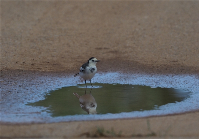 <%zEWnNZLC,White Wagtail%>