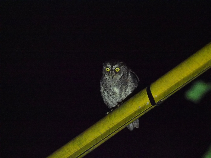 <%ELERmnYN,Ryukyu Scops Owl%>