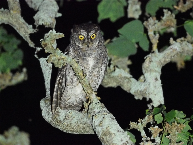 <%ELERmnYN,Ryukyu Scops Owl%>