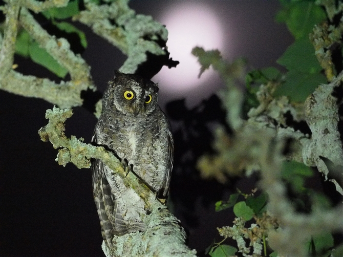 <%ELERmnYN,Ryukyu Scops Owl%>