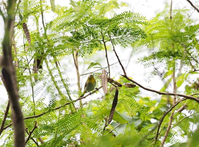 <%W,Japanese White-eye%>