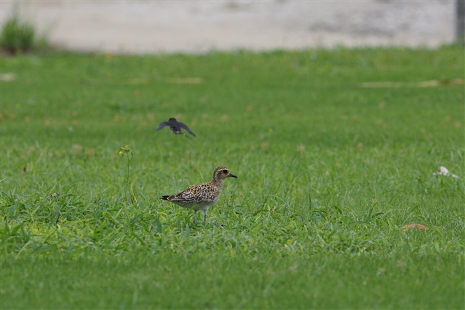 <%siO,Pacific Golden Plover%>