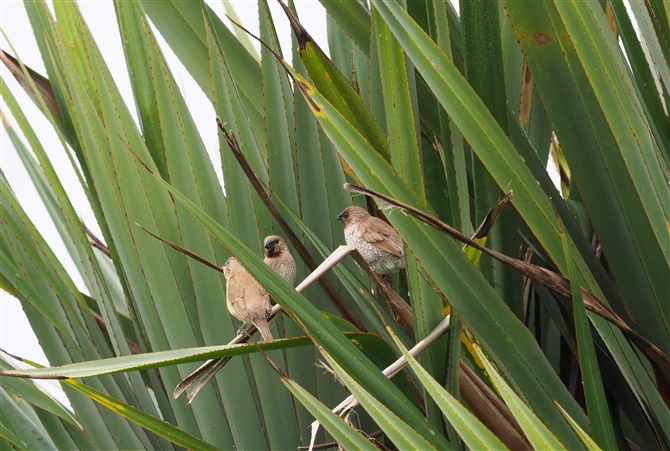 <%sV}Lp,Scaly-breasted Munia%>