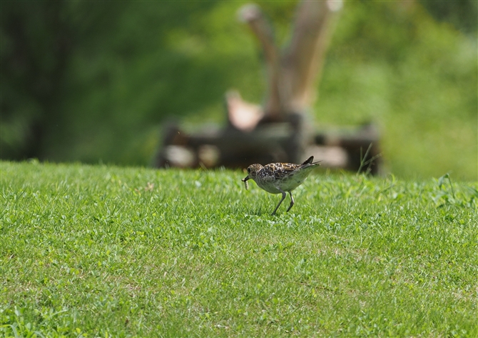 <%siO,Pacific Golden Plover%>