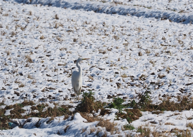 <%_CTM,Great Egret%>