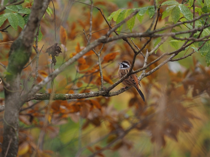 <%zEW,Meadow Bunting%>