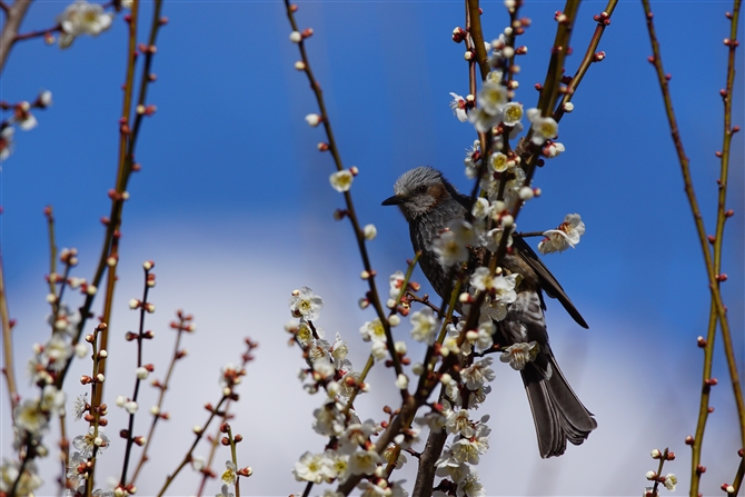 <%qh,Brpwn-eared Bulbul,Masked Booby%>