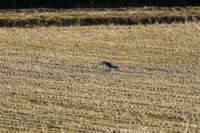 <%II^J,Northern Goshawk,Masked Booby%>