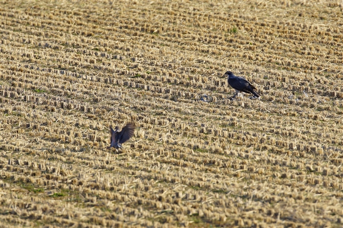 <%II^J,Northern Goshawk,Masked Booby%>