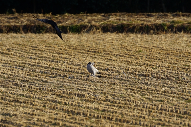 <%II^J,Northern Goshawk,Masked Booby%>