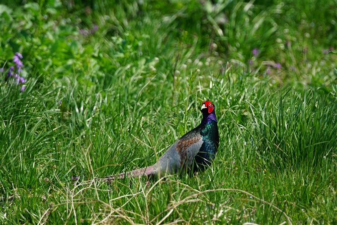 <%LW,Common Pheasant,Masked Booby%>