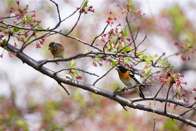 <%Ag,Brambling,Masked Booby%>