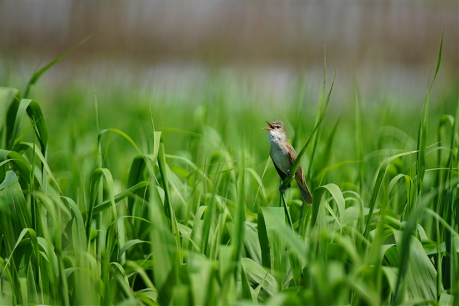 <%IIVL,Oriental Reed Warbler,Masked Booby%>