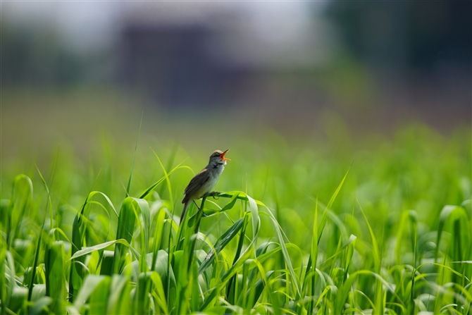 <%IIVL,Oriental Reed Warbler,Masked Booby%>