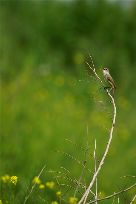 <%IIVL,Oriental Reed Warbler,Masked Booby%>