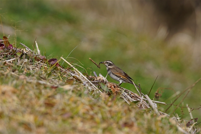 <%cO~,Naumann's Thrush,%>