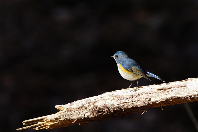 <%r^L.Red-flanked Bluetail,%>