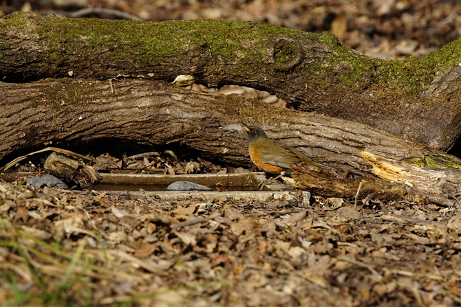 <%AJn,Brown-headed Thrush,%>