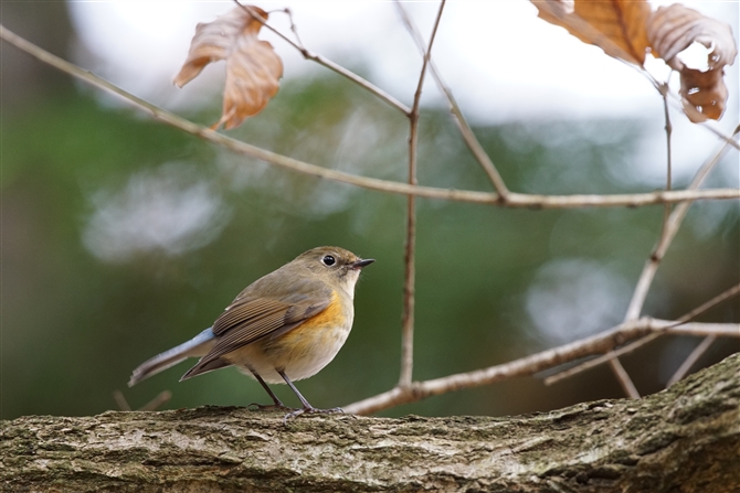 <%r^L.Red-flanked Bluetail,%>