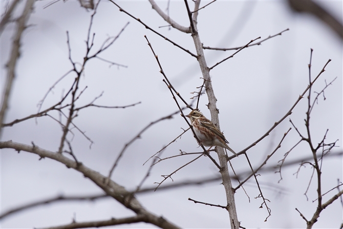 <%JV_J.Rustic Bunting,%>