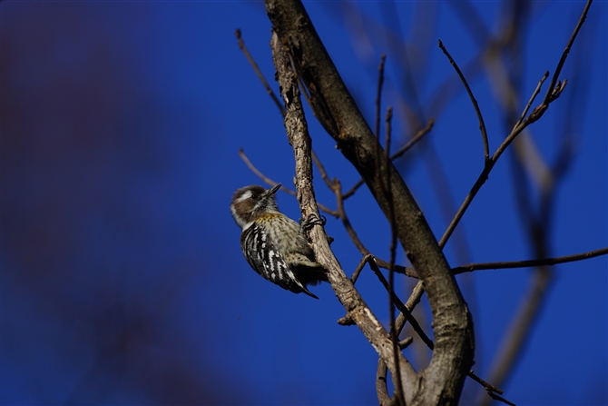 <%RQ.Japanese Pygmy Woodpecker,%>
