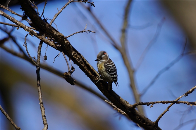 <%RQ.Japanese Pygmy Woodpecker,%>