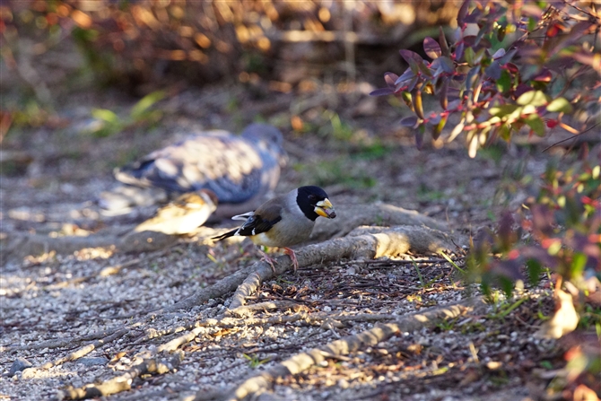 <%RCJ,Chinese Grosbeak,%>