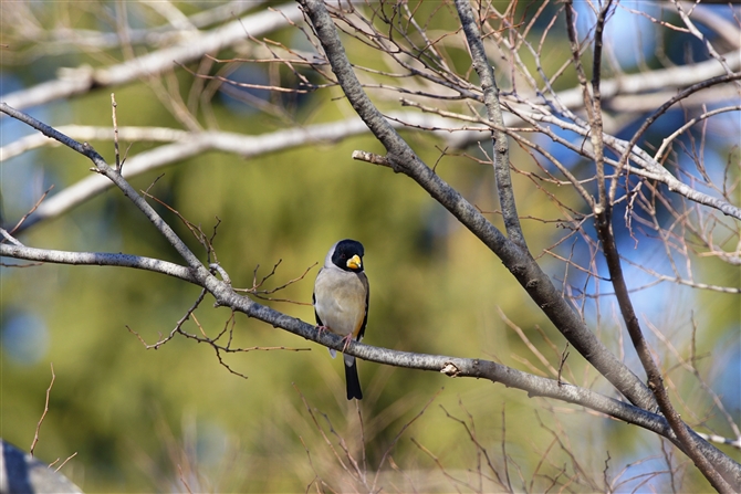 <%RCJ,Chinese Grosbeak,%>